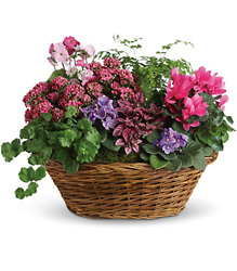 Simply Chic Mixed Plant Basket from Beecher Florists, flower delivery in Beecher